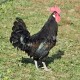 Pollos Castellana Negra