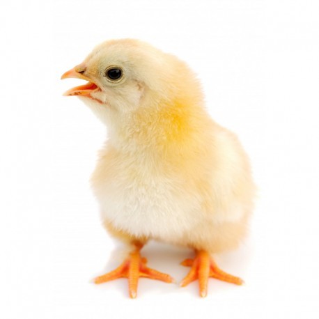 Pienso ecológico Inicio pollos (1015 kg)