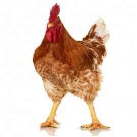 Pienso ecológico pollos engorde (1015 kg)