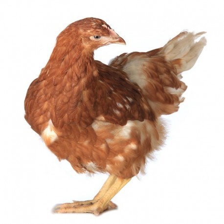 Pienso ecológico recría gallinas (1015 kg)