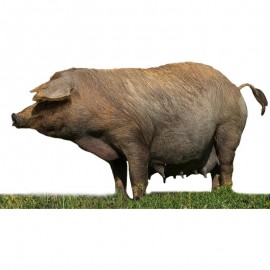 Pienso ecológico gestación cerdos (1015 kg)