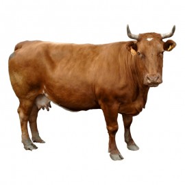 Pienso ecológico vacas mantenimiento (1015 kg)